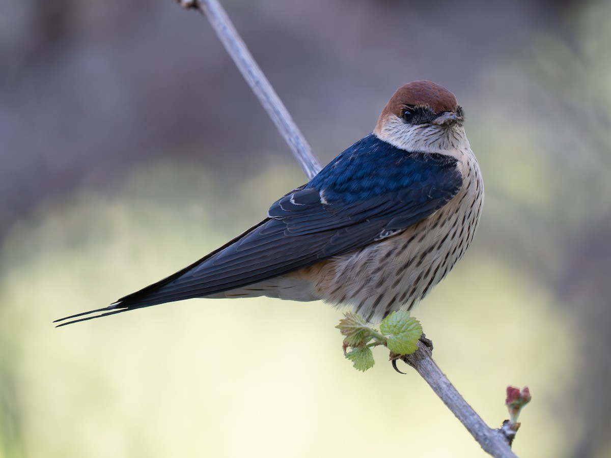 Greater Striped Swallow - ML646442628