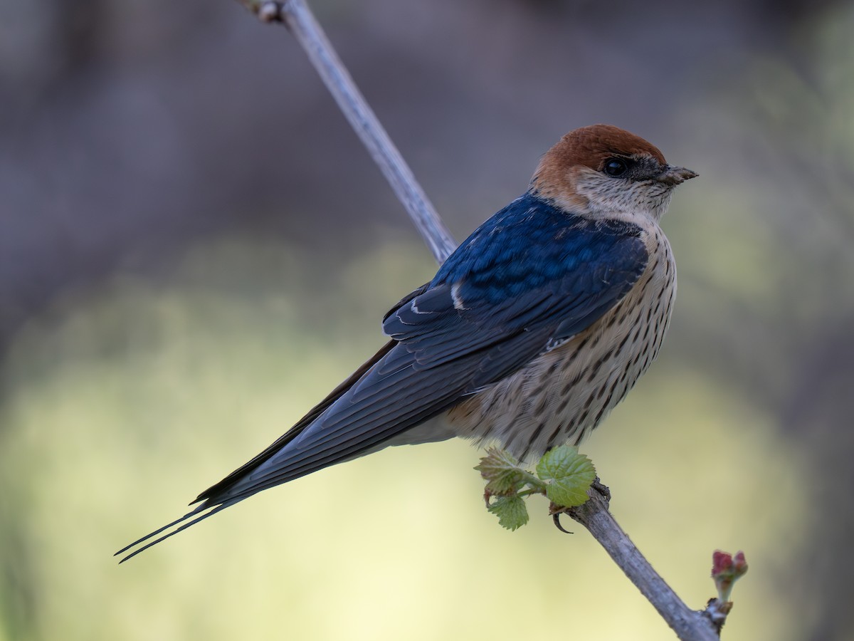 Greater Striped Swallow - ML646442629