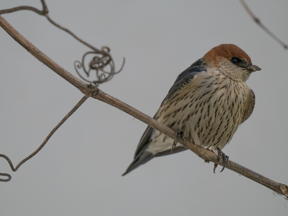 Greater Striped Swallow - ML646442630