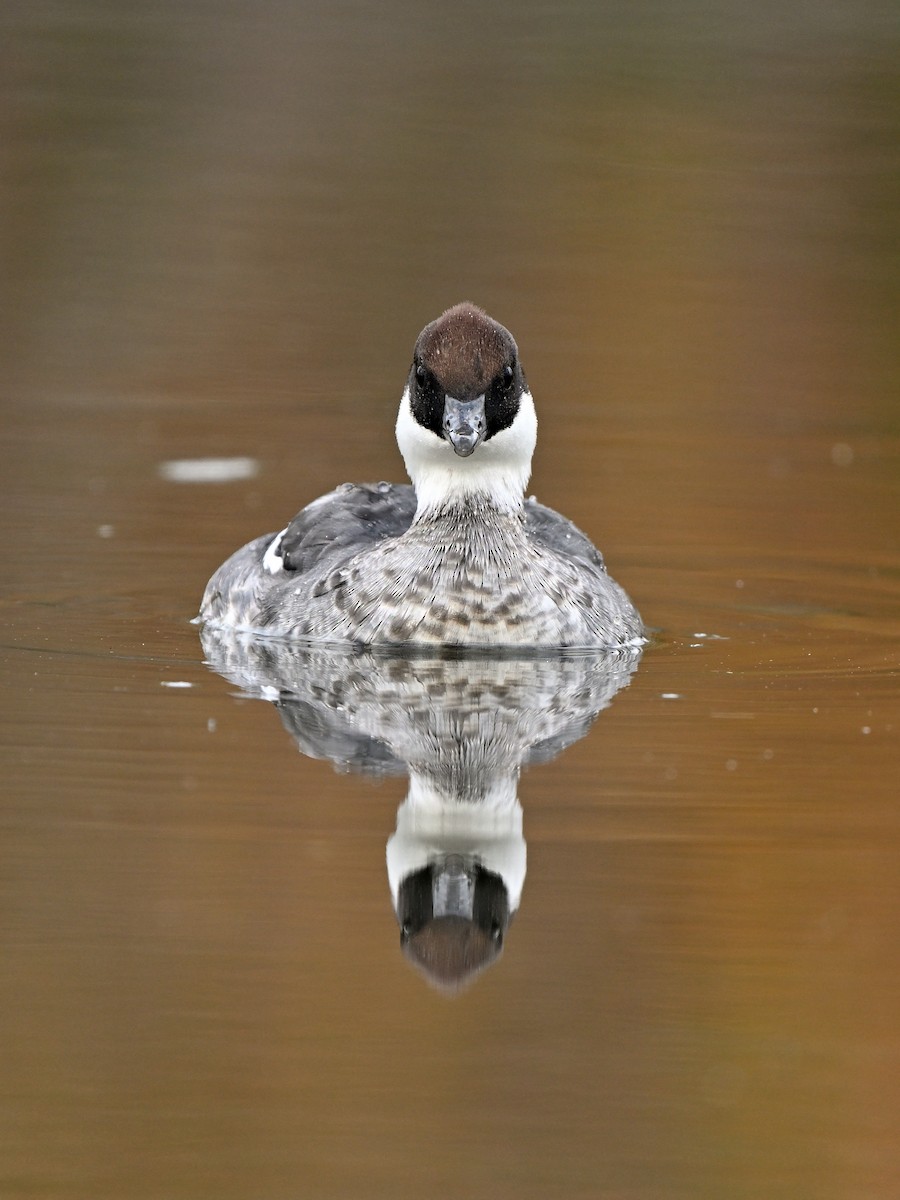 白秋沙 - ML646442631