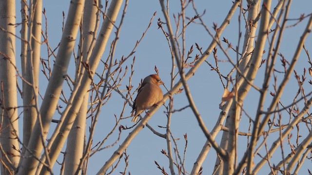 Hawfinch - ML646442632