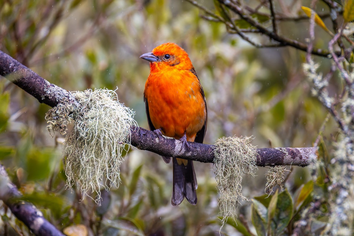 Flame-colored Tanager - ML646442634