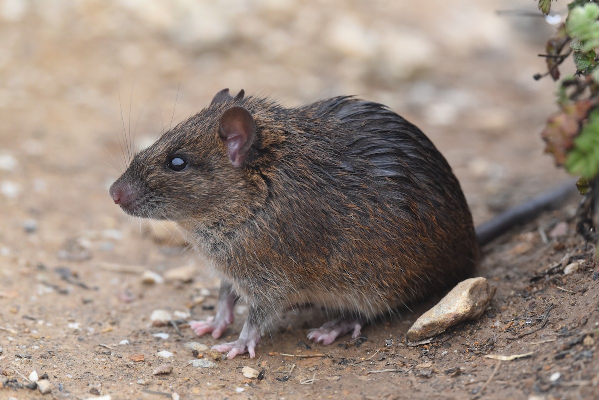 Mammals - ML646442635