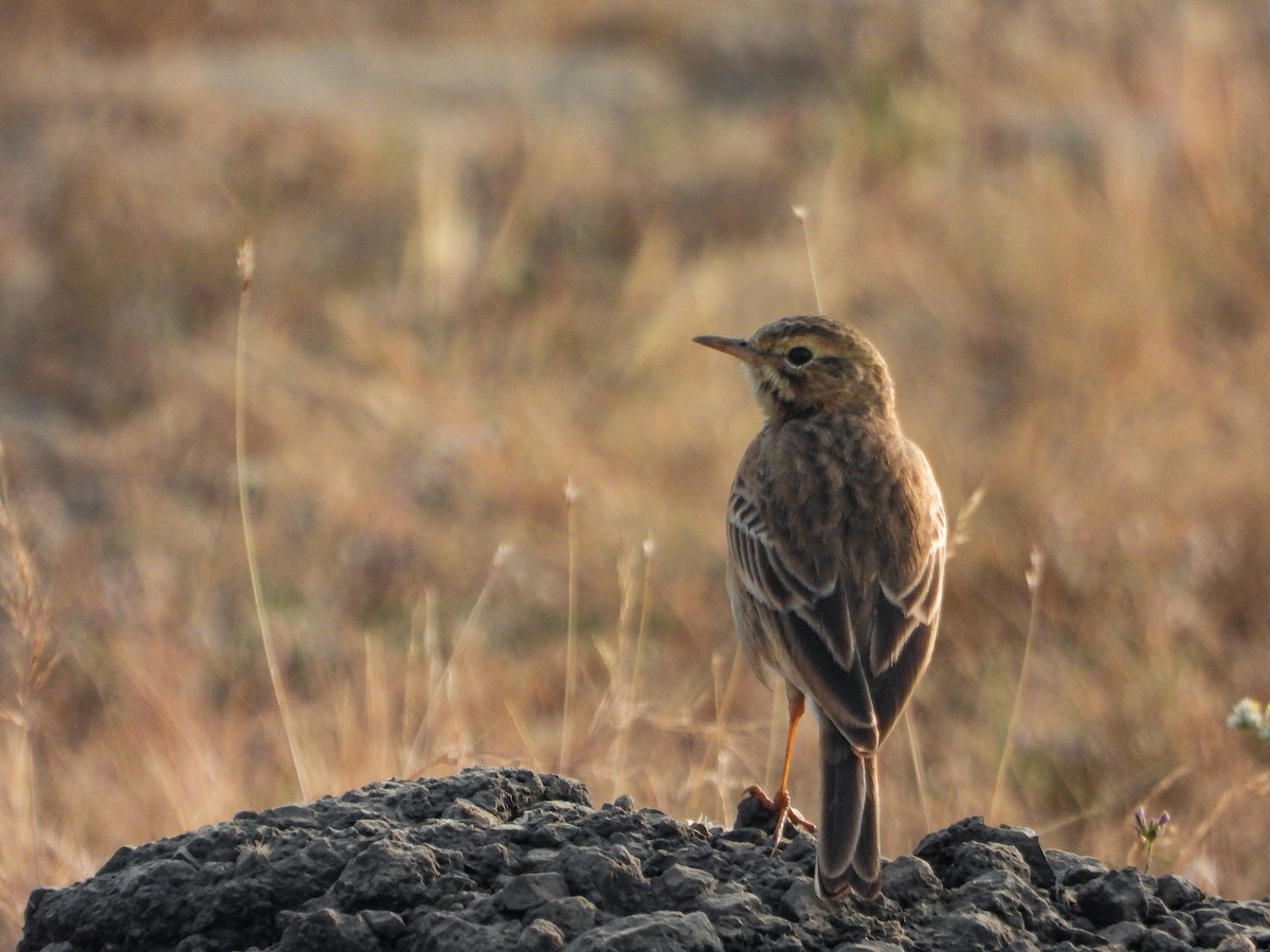Paddyfield Pipit - ML646442636