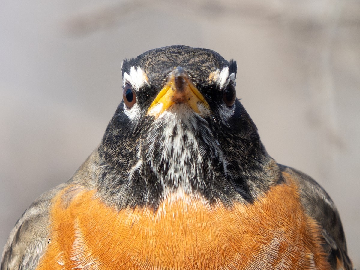 American Robin - ML646442637