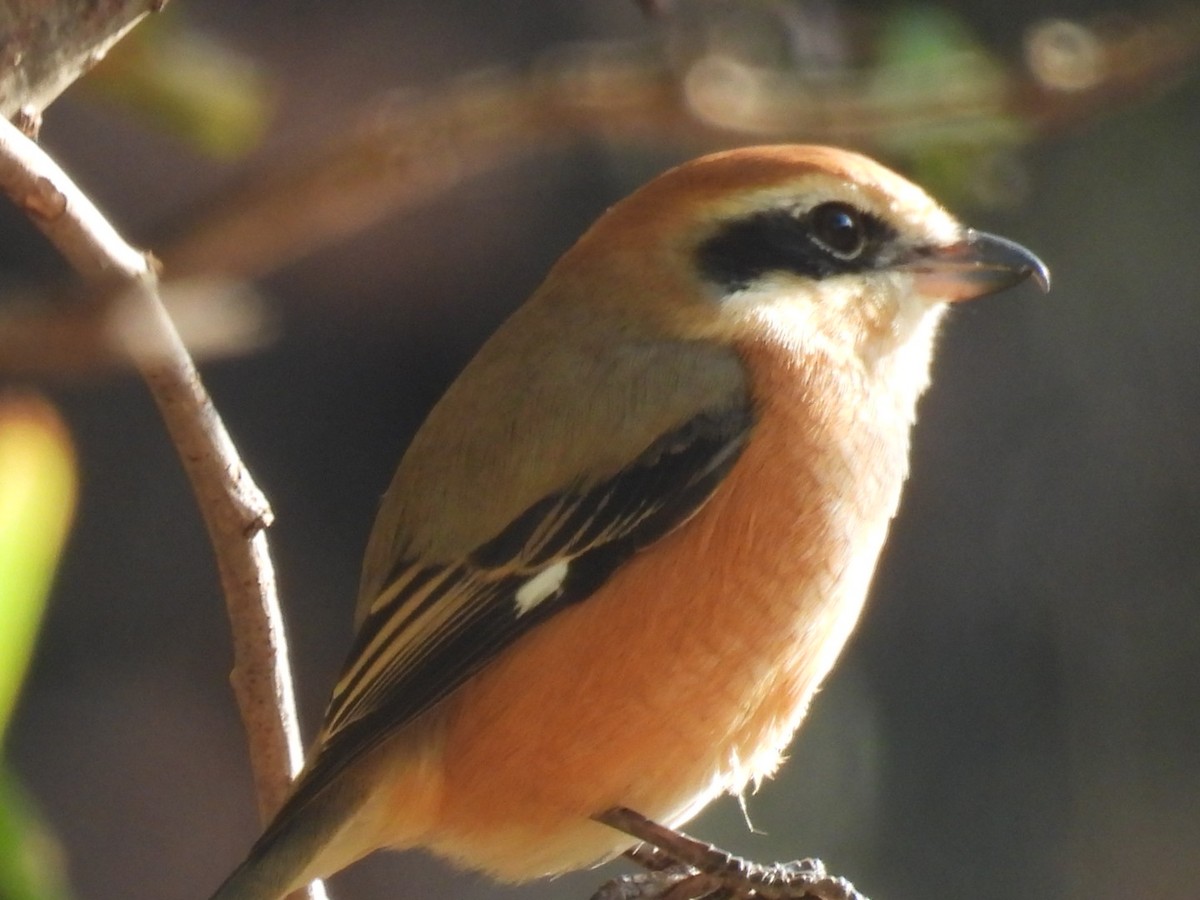 Bull-headed Shrike - ML646442639