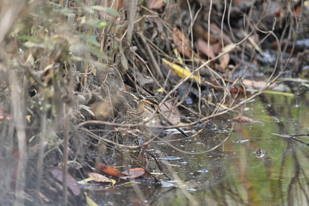 田鷸 - ML646442640