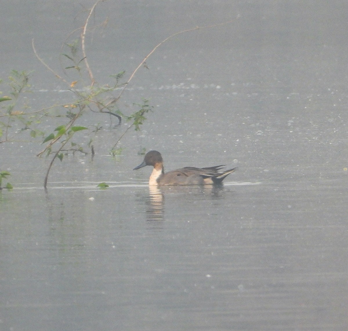 Northern Pintail - ML646442641