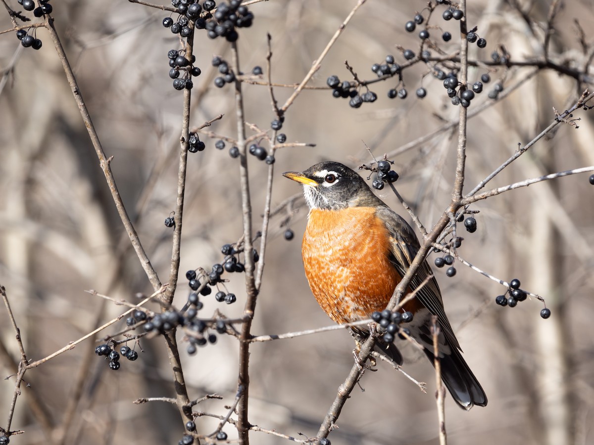 American Robin - ML646442644