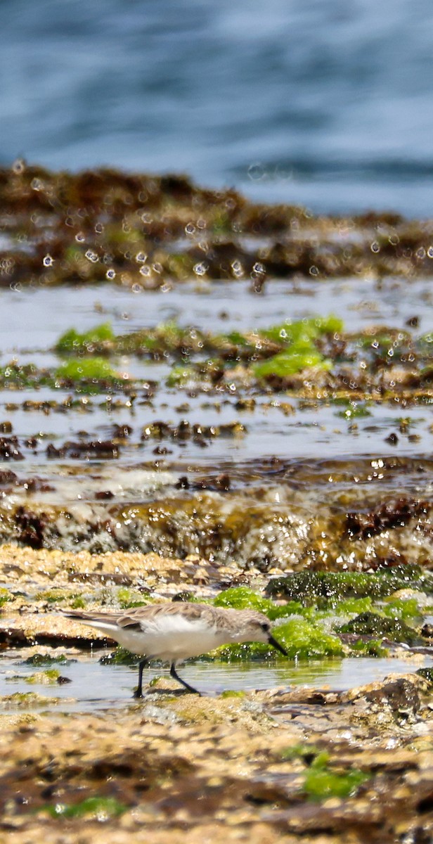 Red-necked Stint - ML646442645