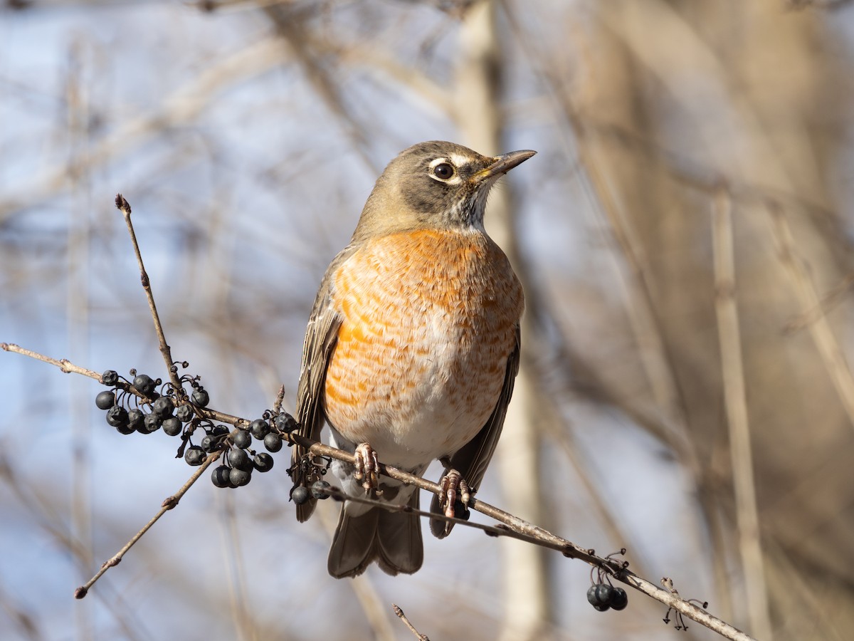 American Robin - ML646442646