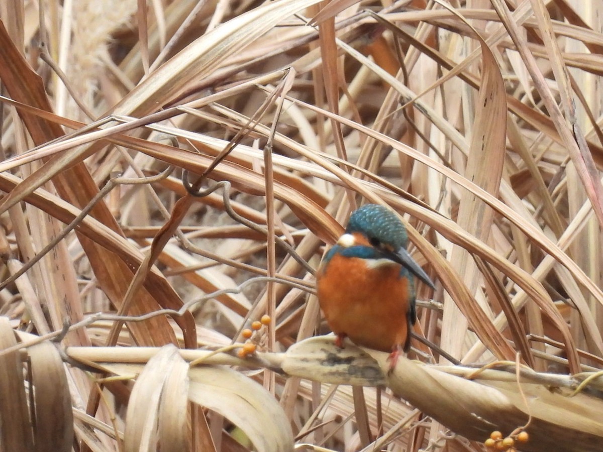 Martin pescatore - ML646442647