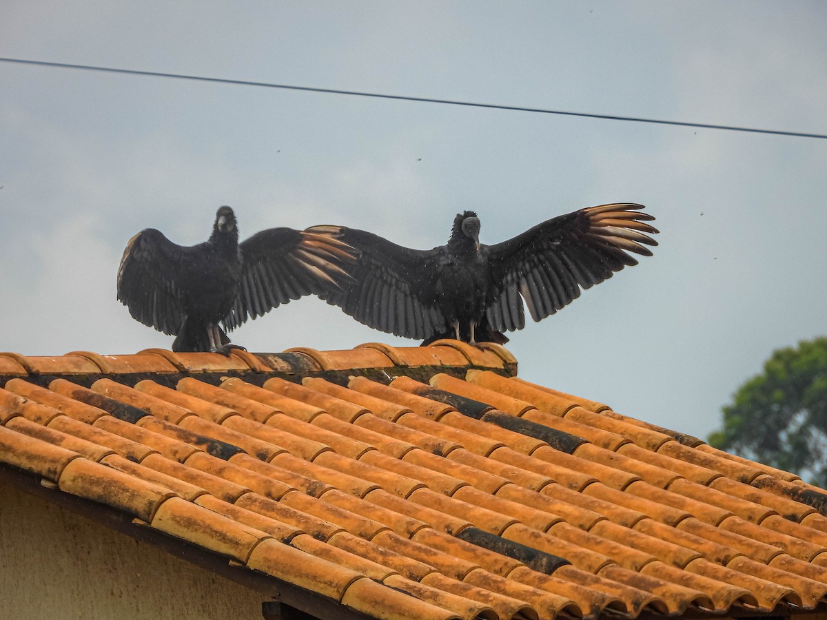 Black Vulture - ML646442648
