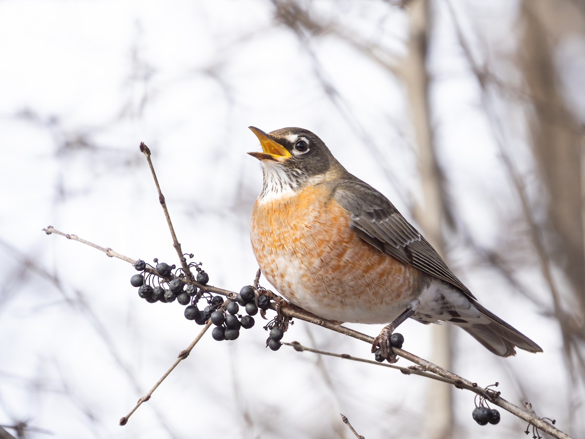 American Robin - ML646442649
