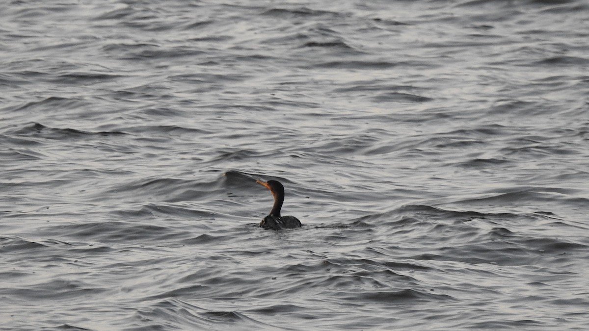Double-crested Cormorant - ML646442652