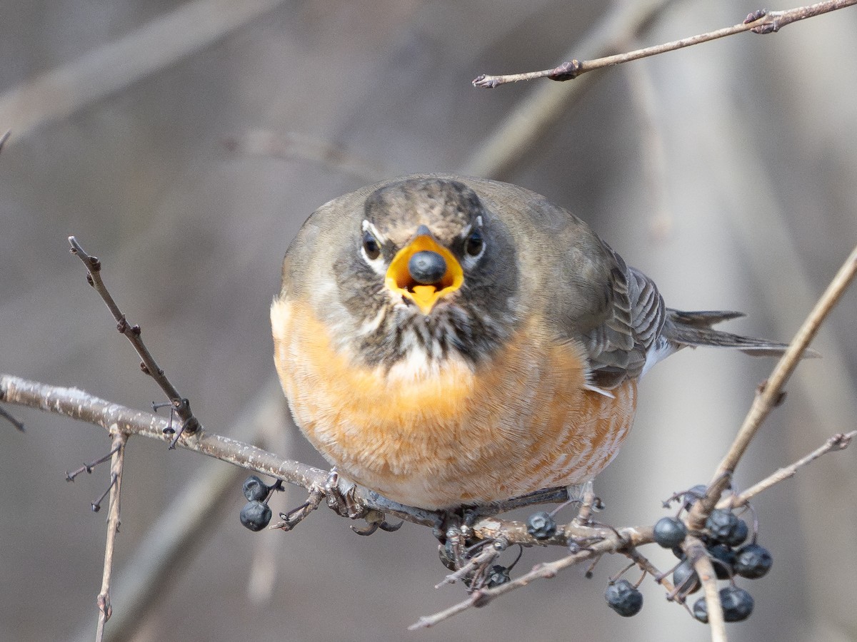 American Robin - ML646442655