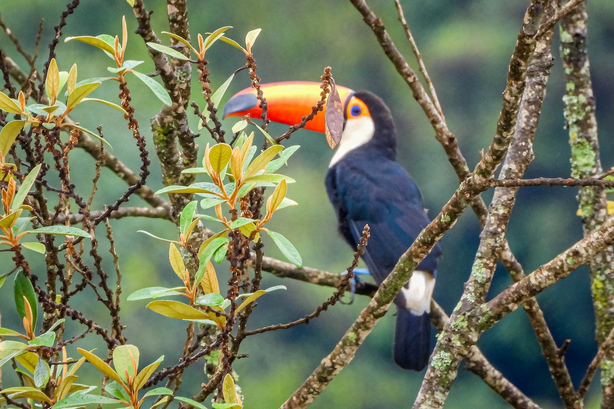 Toco Toucan - ML646442656