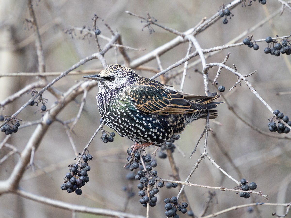 European Starling - ML646442657