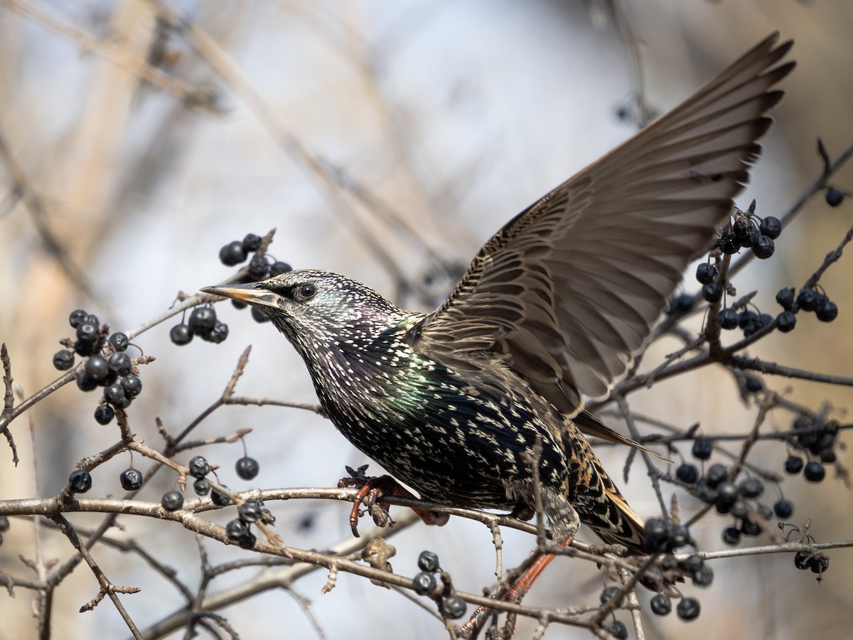 European Starling - ML646442658