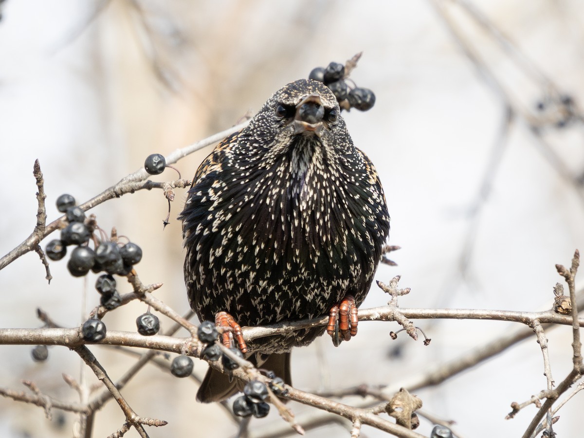 European Starling - ML646442660
