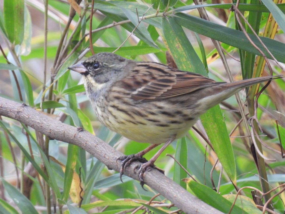 Masked Bunting - ML646442661