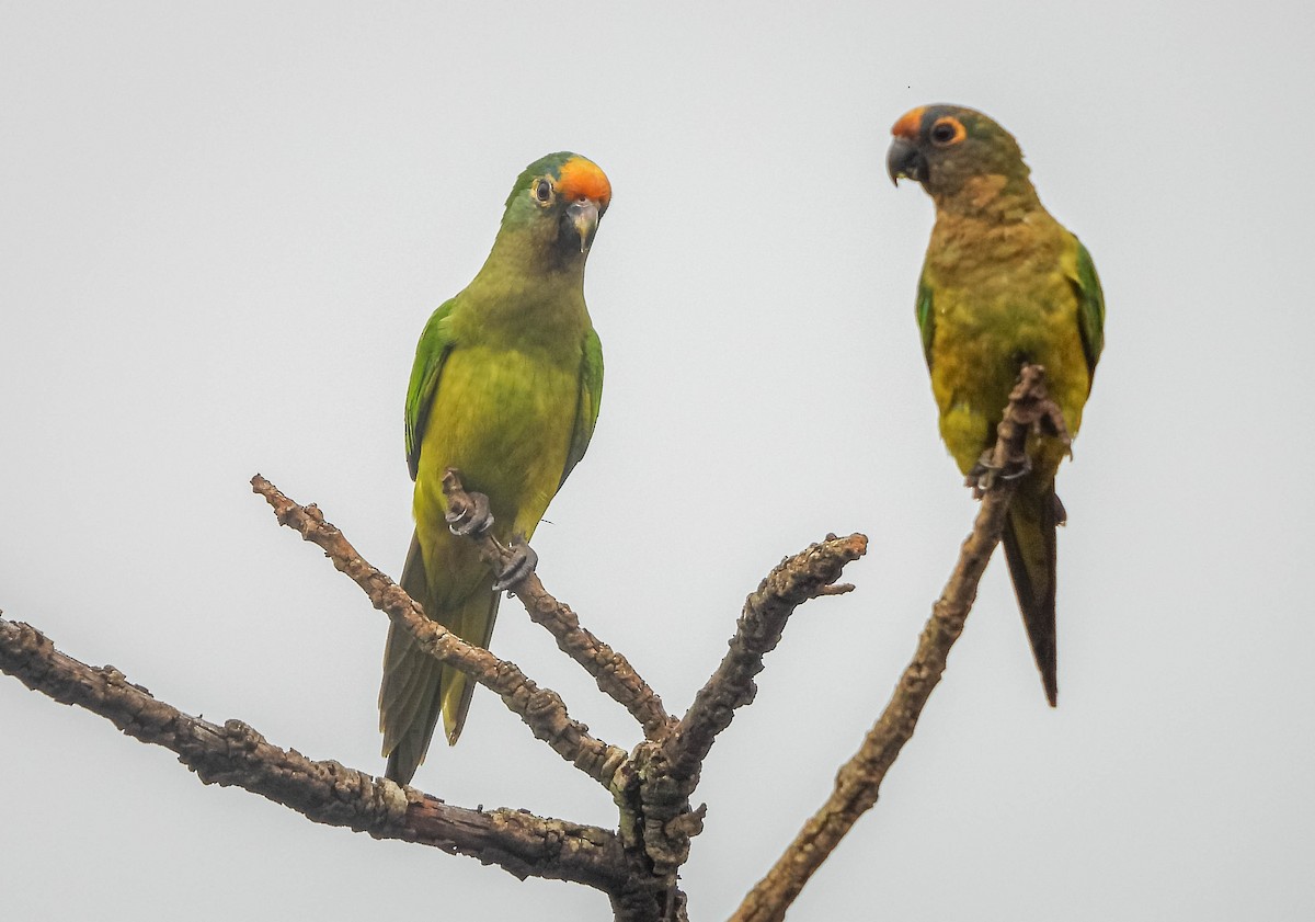 Peach-fronted Parakeet - ML646442662