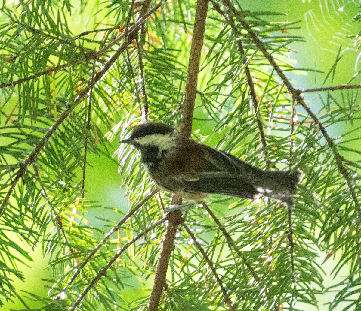 Kestane Sırtlı Baştankara - ML646442663