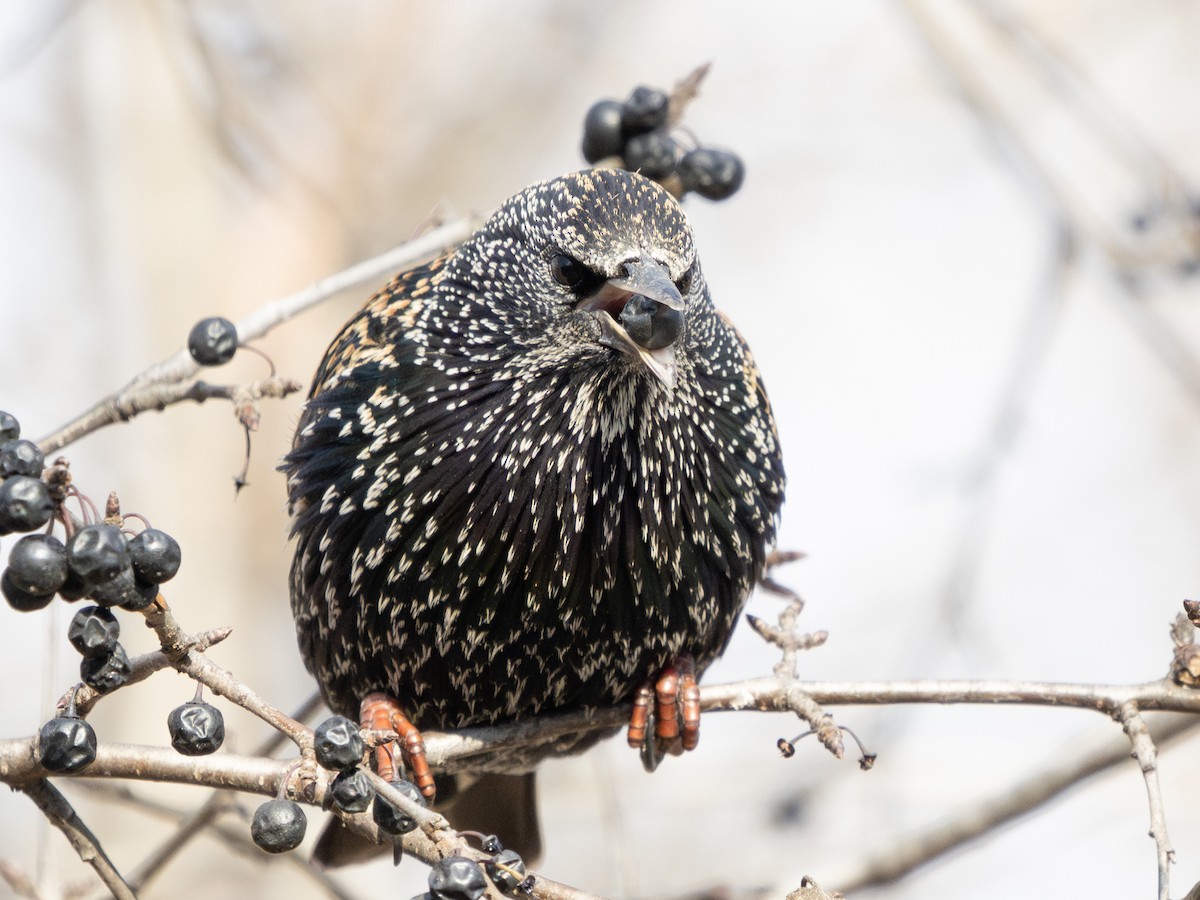 European Starling - ML646442664