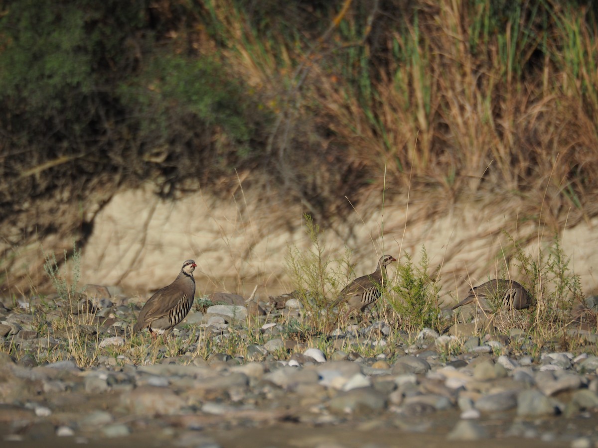 Хахилаг - ML646442665