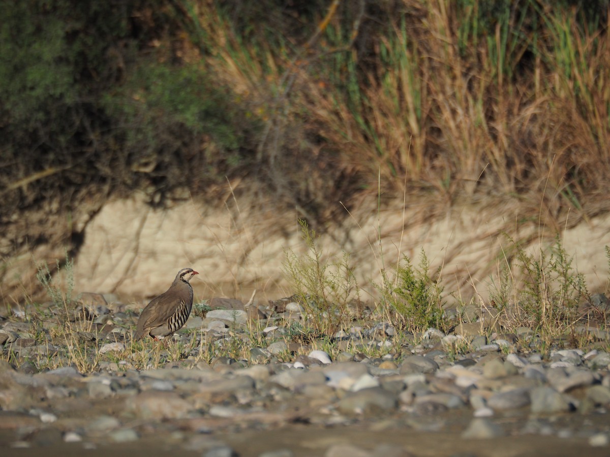 Хахилаг - ML646442666