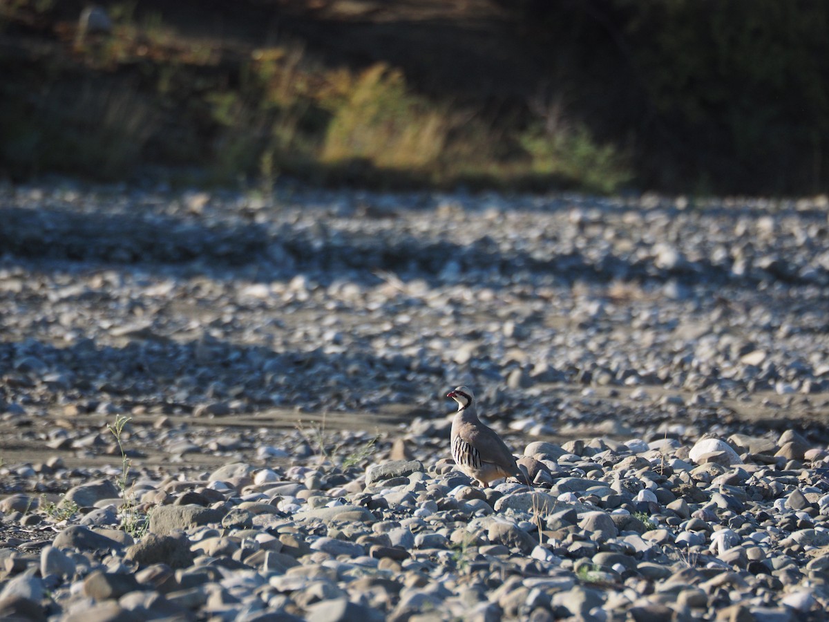 Хахилаг - ML646442667