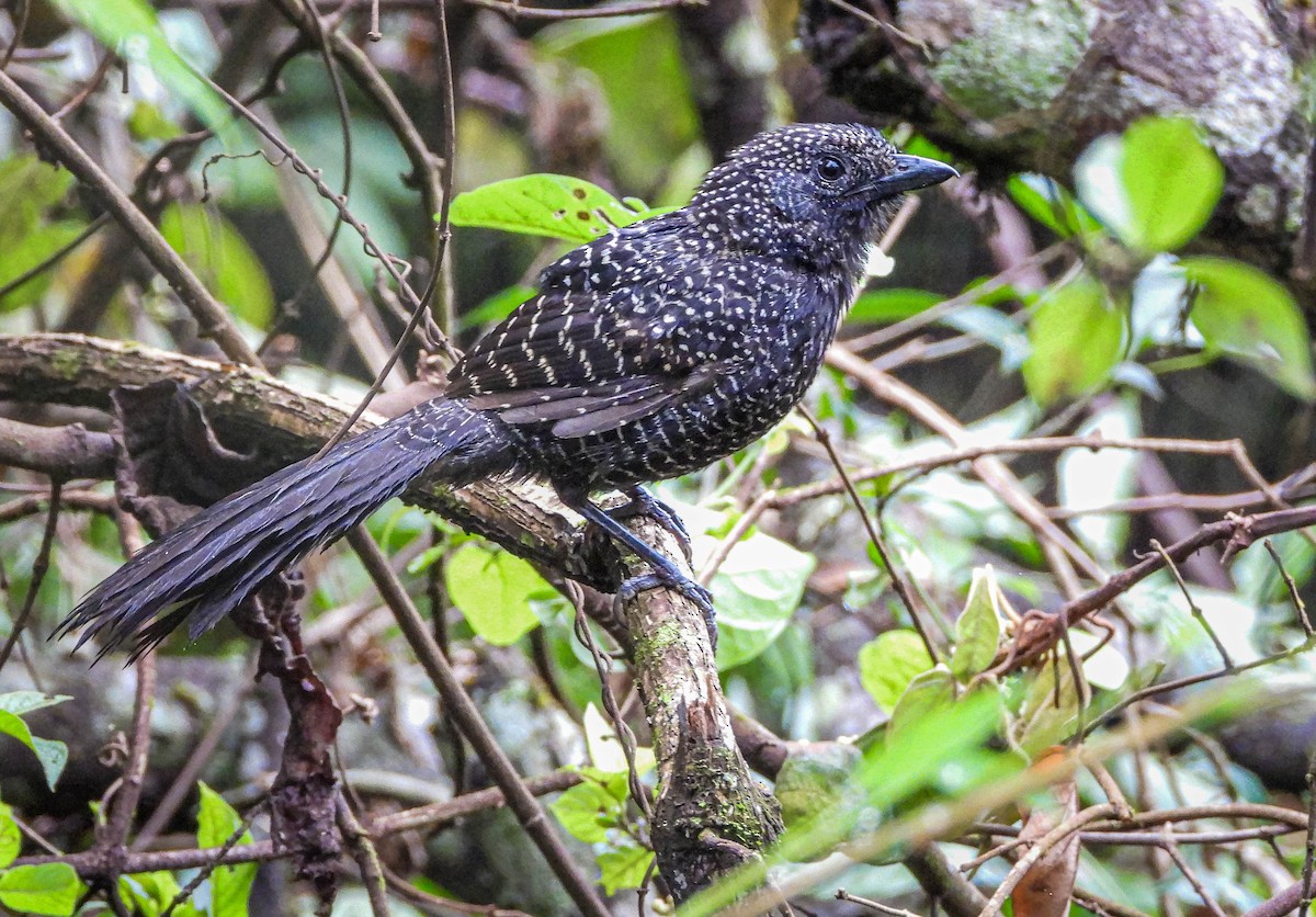 Large-tailed Antshrike - ML646442678