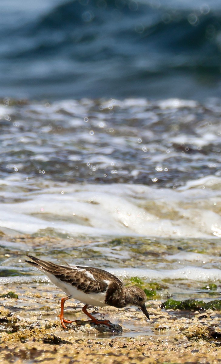 Ruddy Turnstone - ML646442685