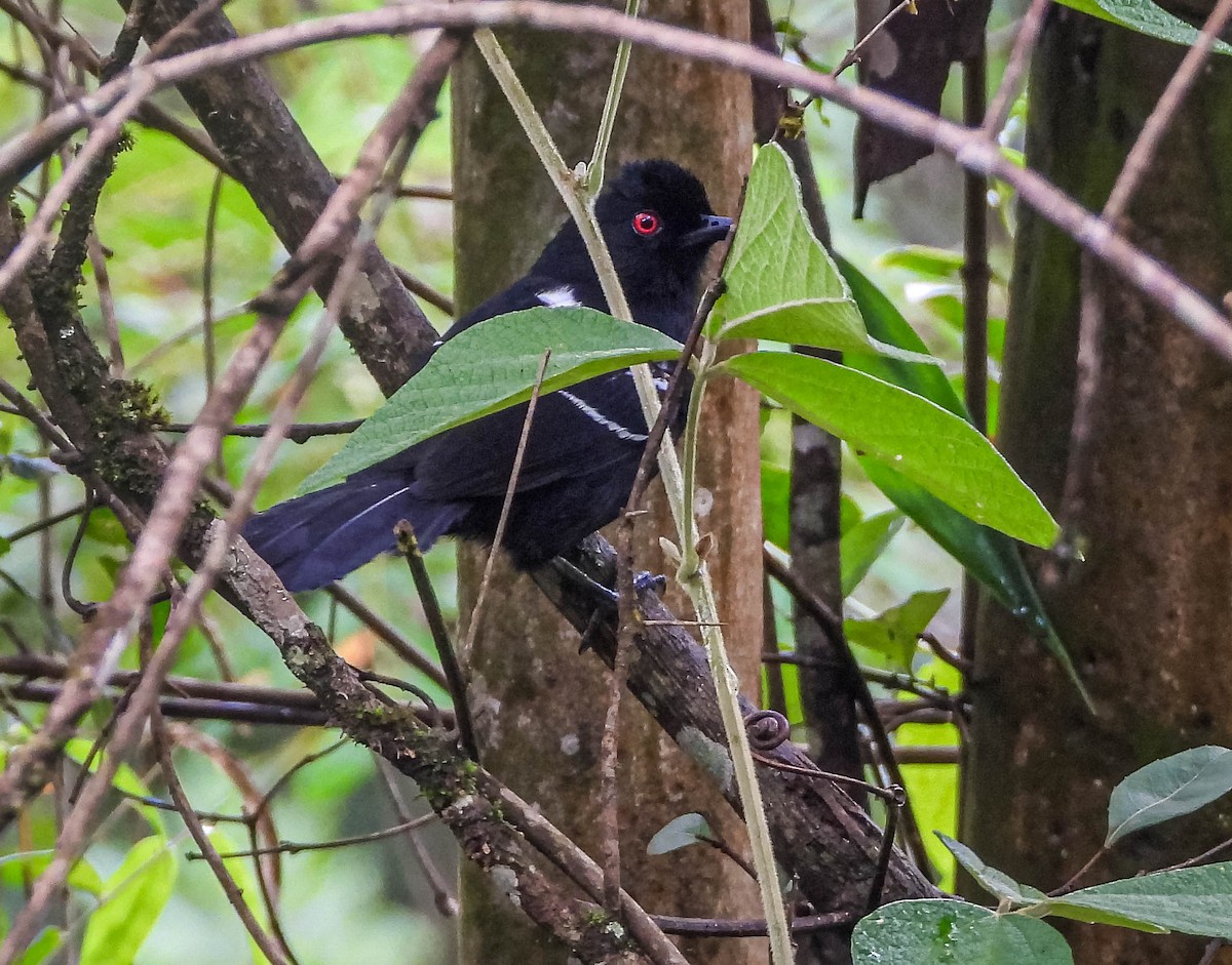 White-shouldered Fire-eye - ML646442691