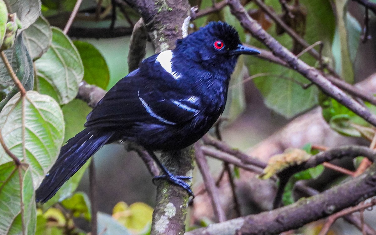 White-shouldered Fire-eye - ML646442692