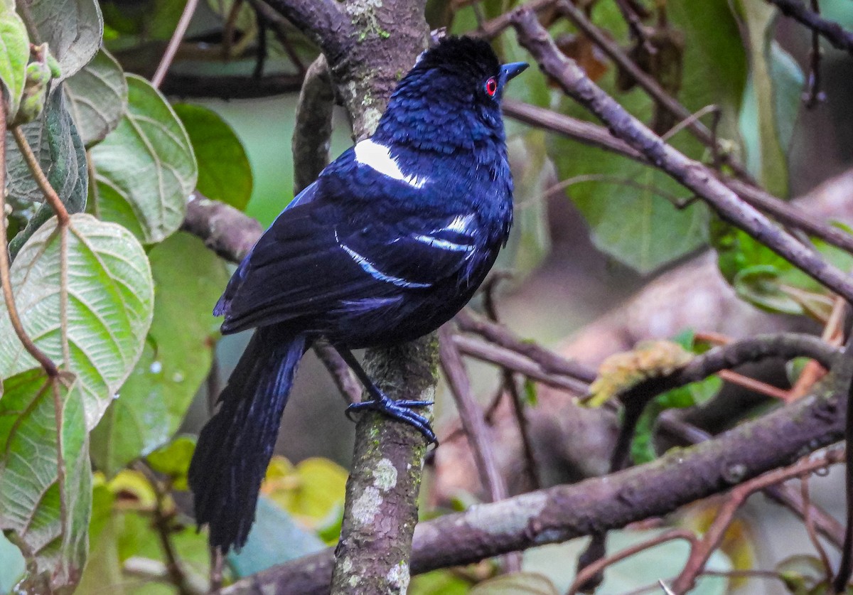 White-shouldered Fire-eye - ML646442693