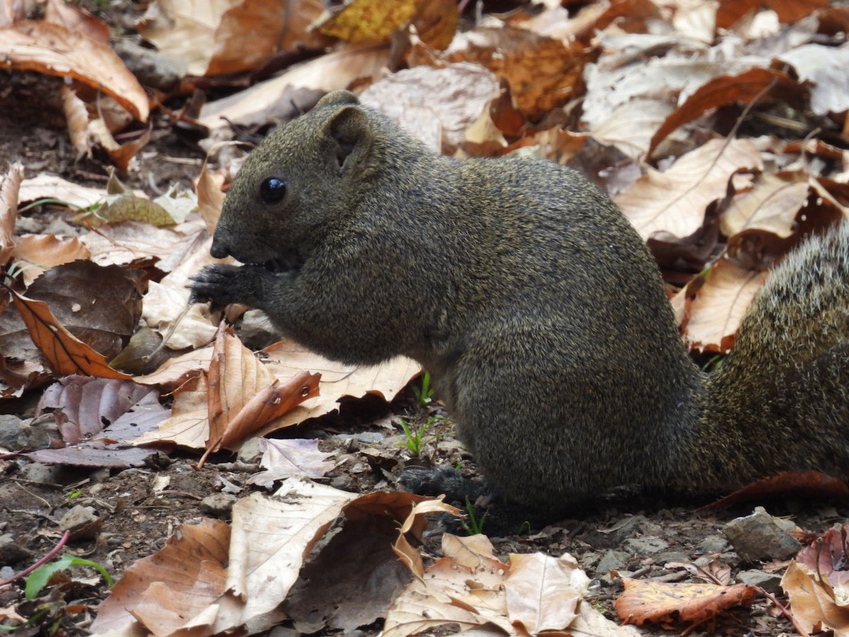 Animali - ML646442697