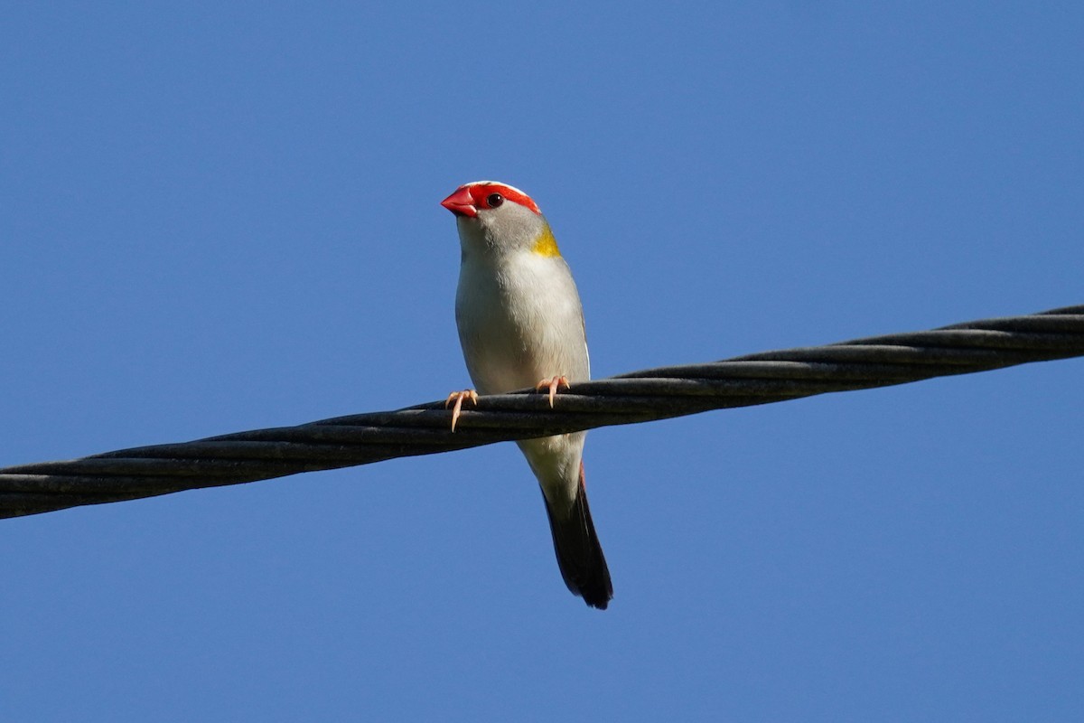 Red-browed Firetail - ML646442700