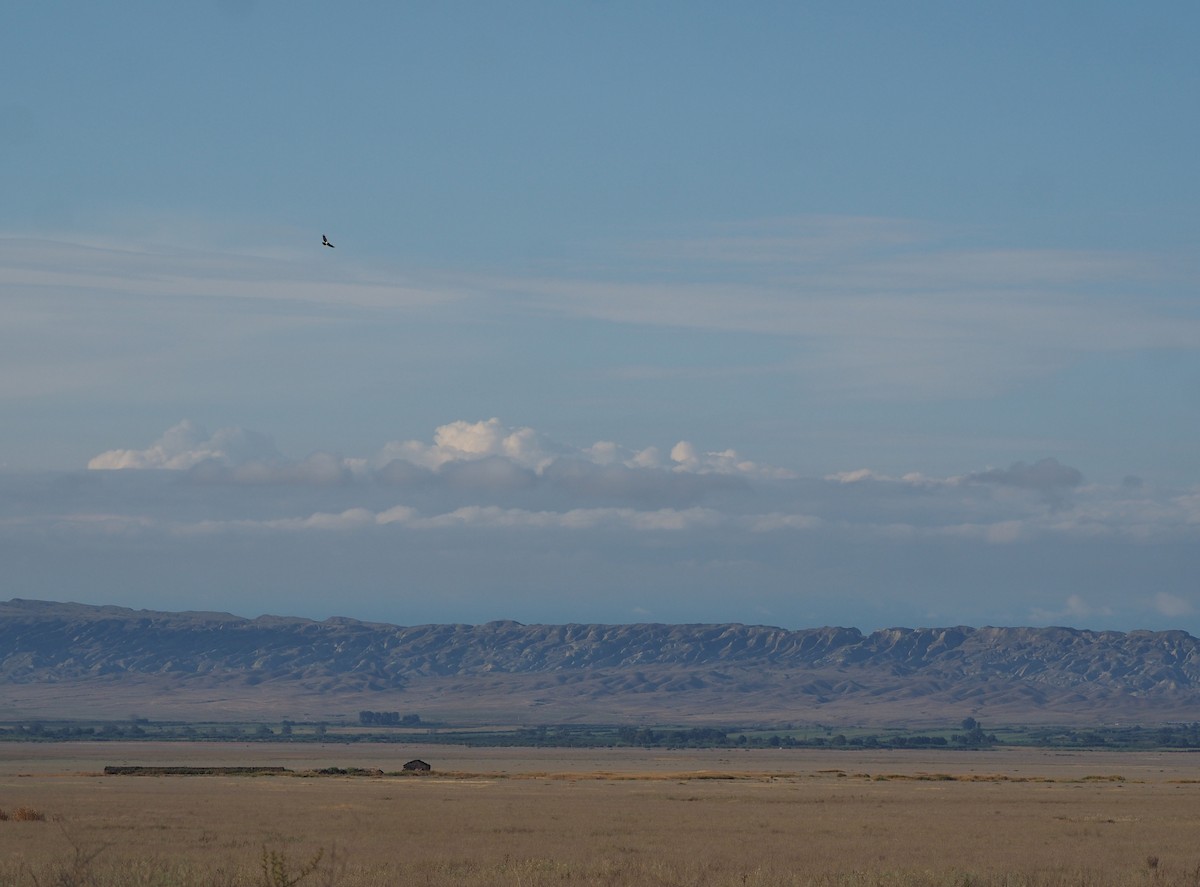 Могойч загалай - ML646442703