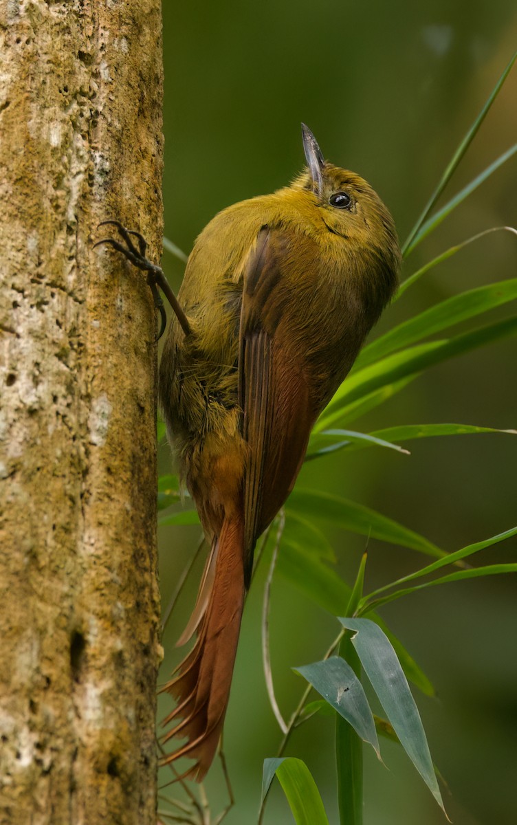 Дереволаз оливковий - ML646442704