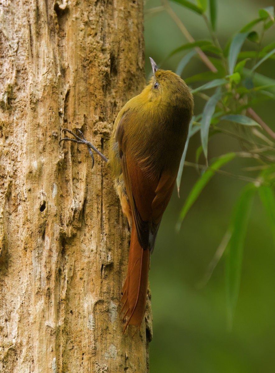Дереволаз оливковий - ML646442706