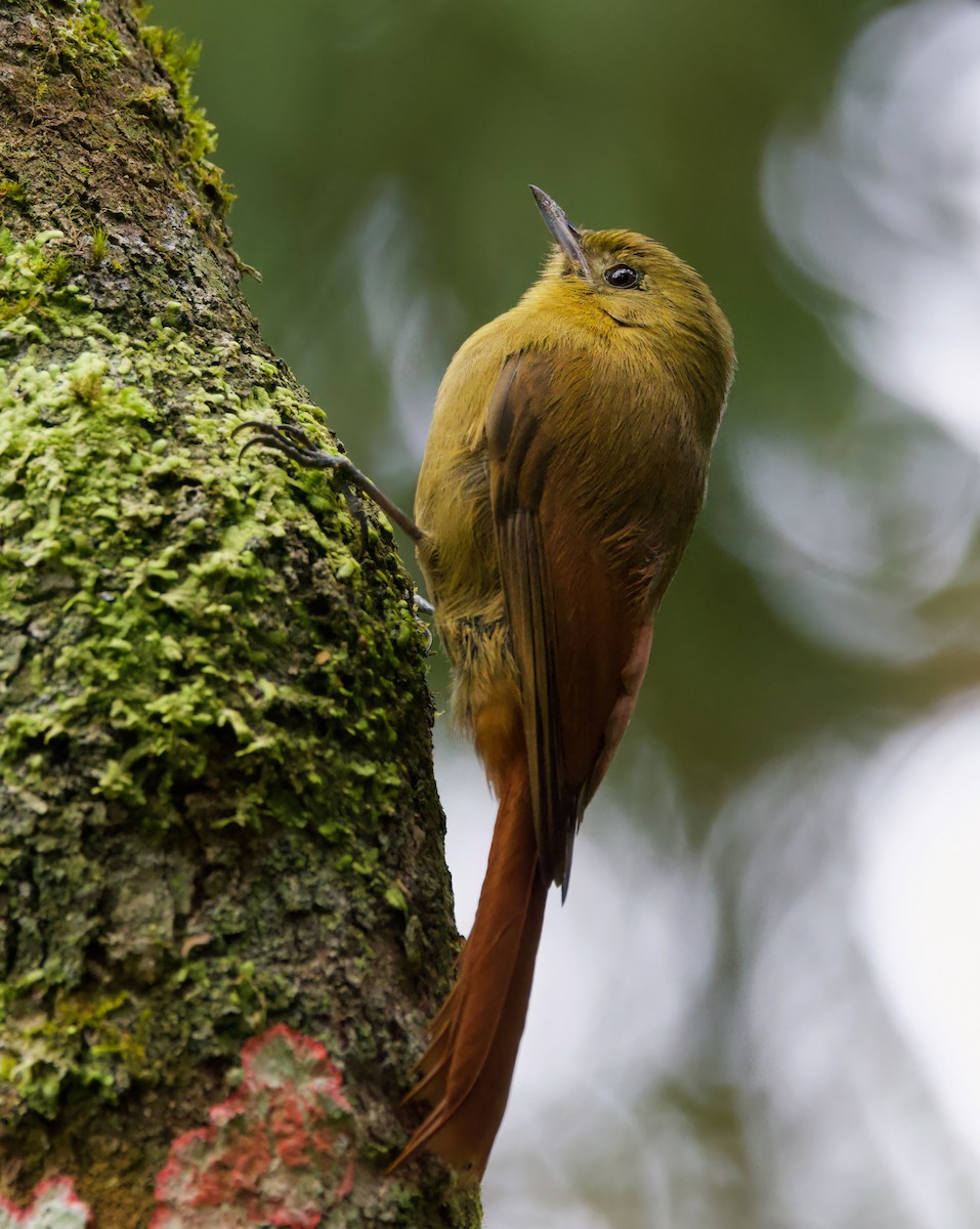 Дереволаз оливковий - ML646442707