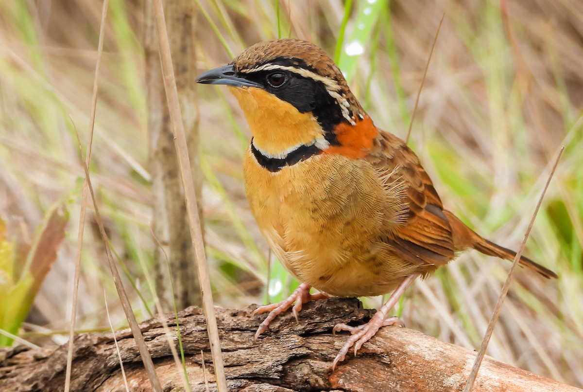 Collared Crescentchest (Collared) - ML646442710