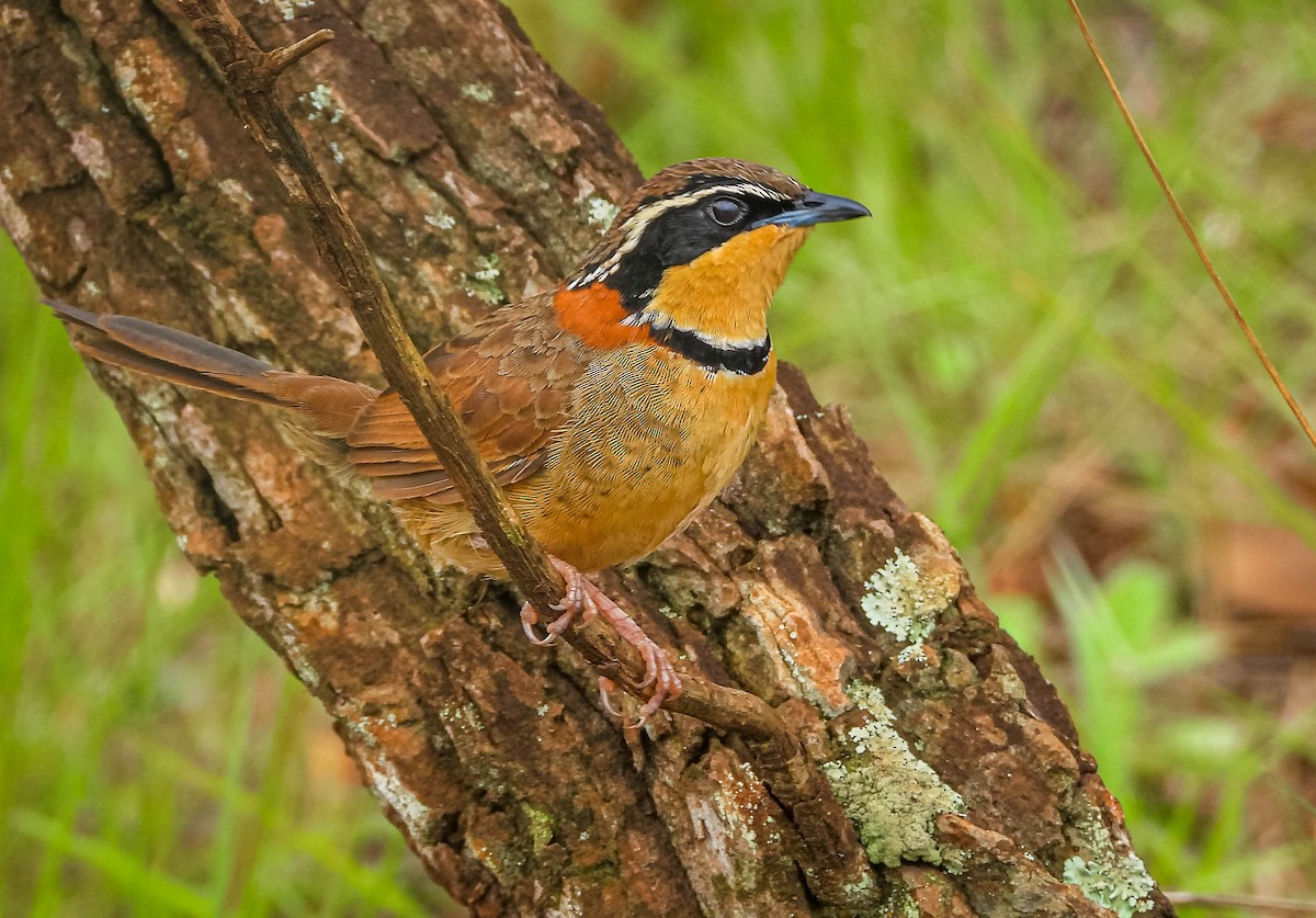 Collared Crescentchest (Collared) - ML646442711