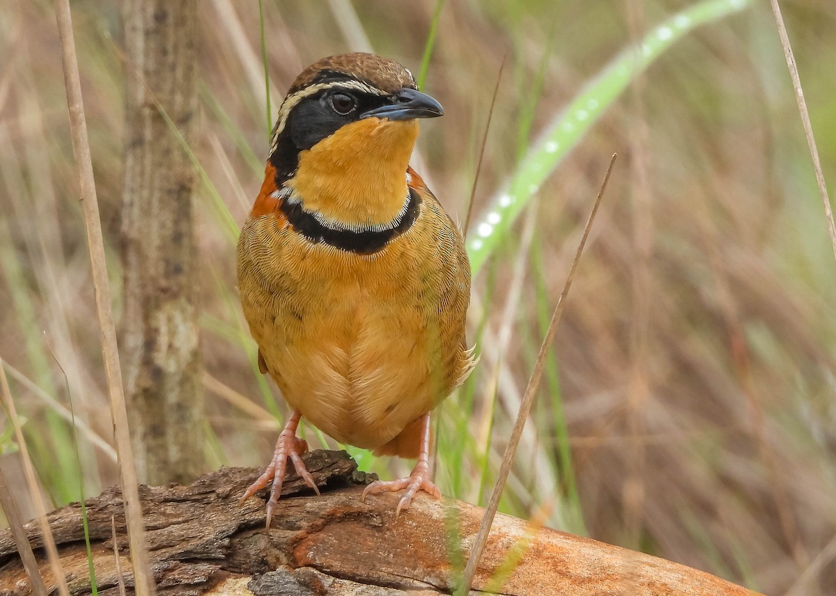 Collared Crescentchest (Collared) - ML646442712