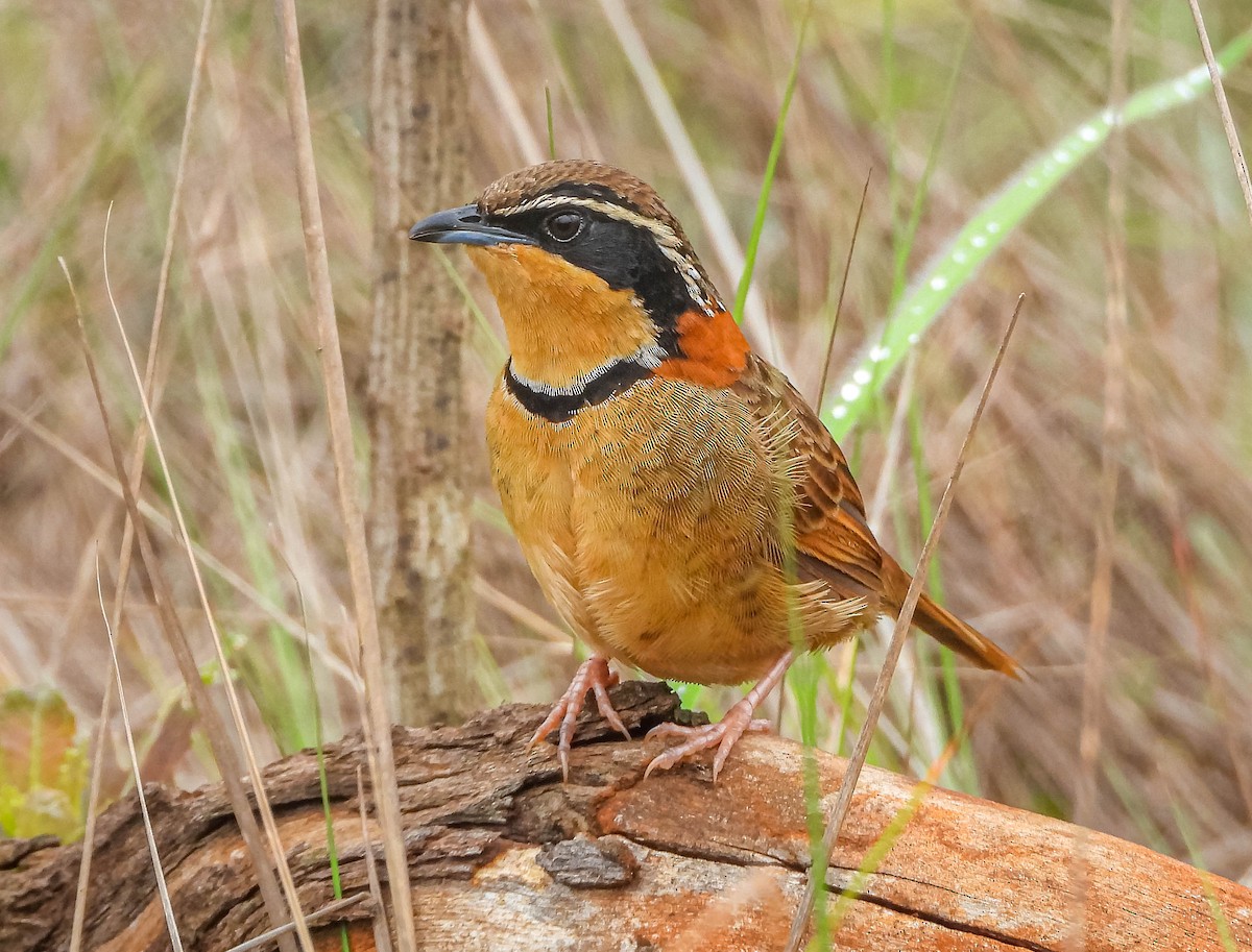 Collared Crescentchest (Collared) - ML646442713