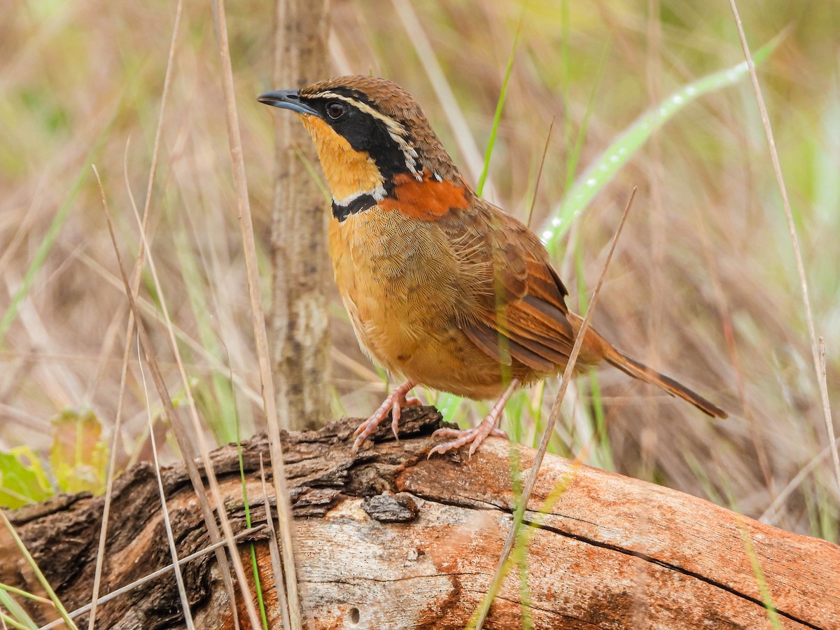 Collared Crescentchest (Collared) - ML646442714