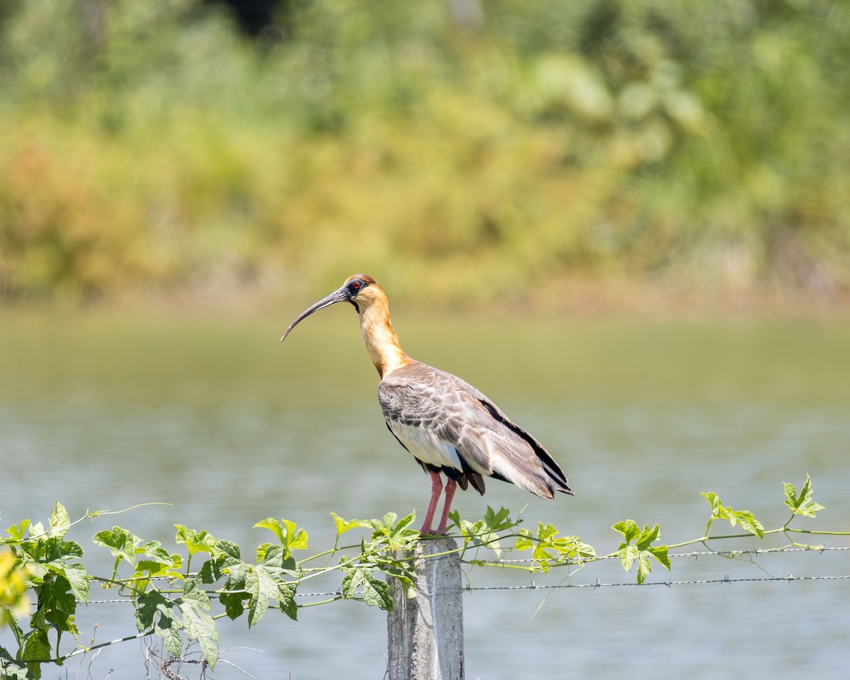 Buff-necked Ibis - ML646442716