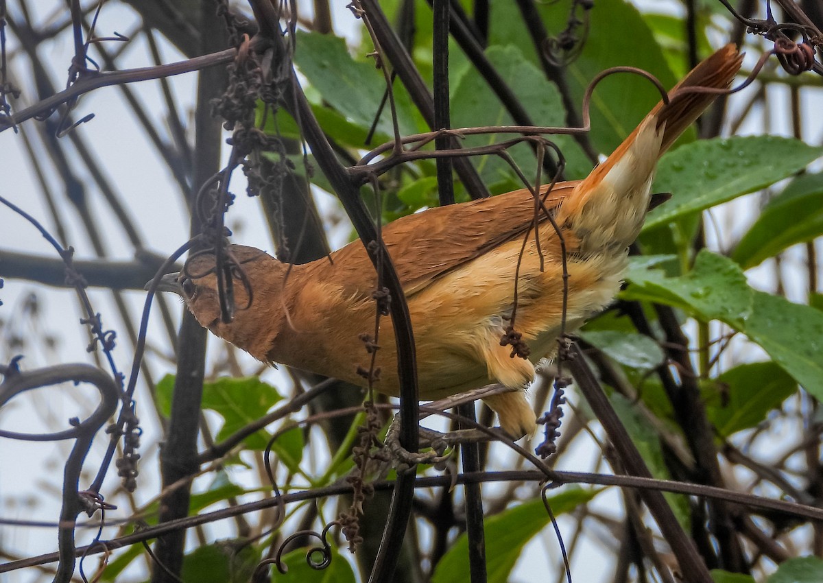 Rufous Hornero - ML646442718