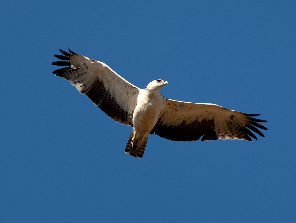 עיט לוחם - ML646442720